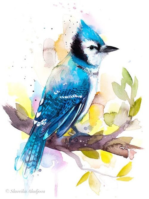 Blue Jay