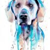 Blue Weimaraner Blue Weimaraner