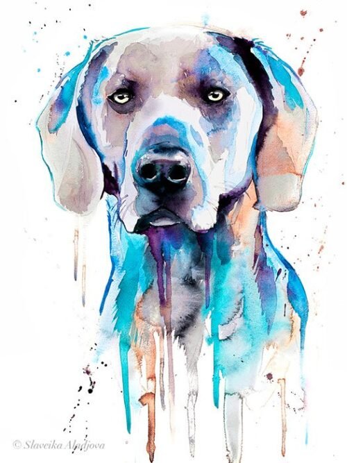 Blue Weimaraner