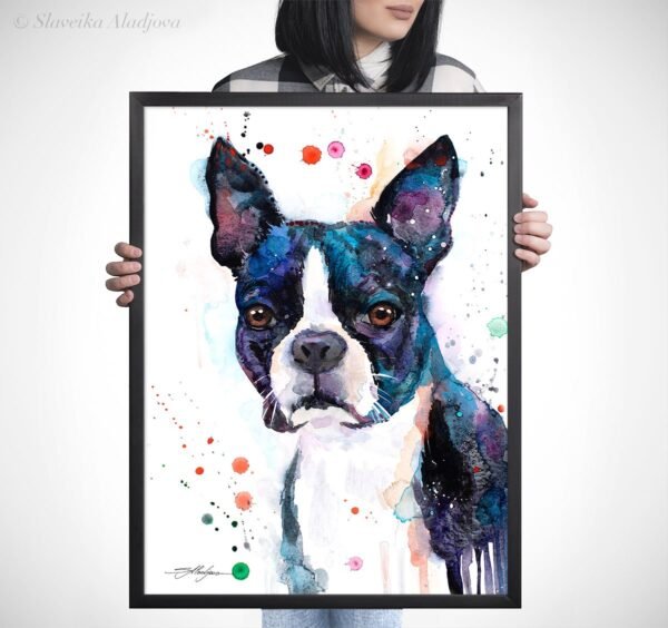 Boston Terrier