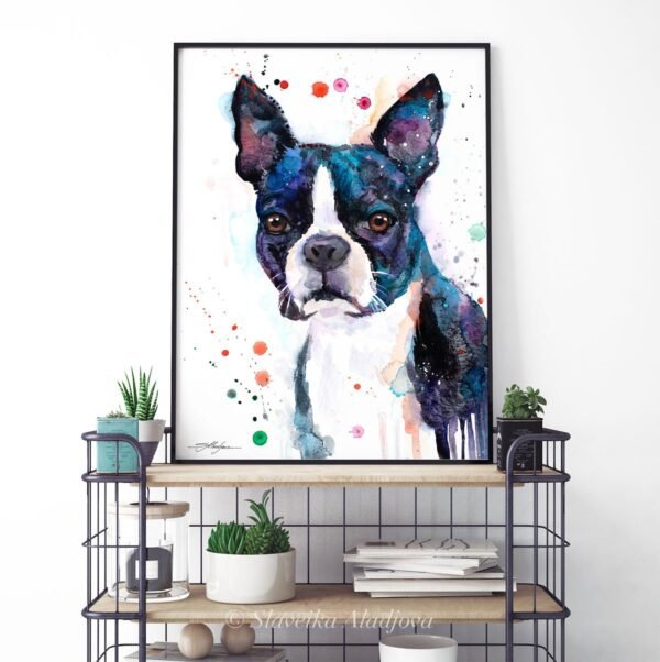 Boston Terrier