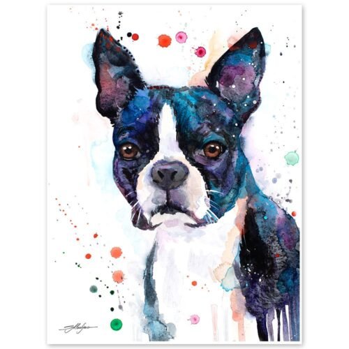 Boston Terrier