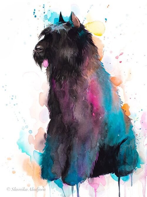 Bouvier des Flandres