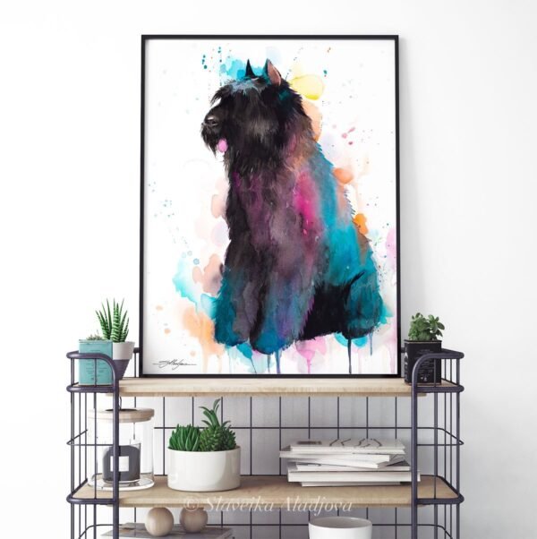 Bouvier des Flandres
