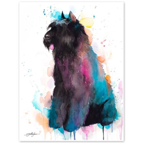 Bouvier des Flandres