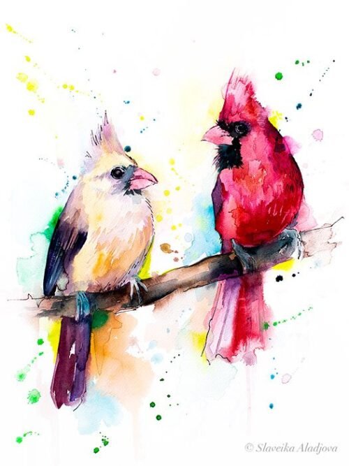Cardinal Birds