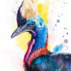 Cassowary Cassowary