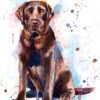Chocolate Labrador