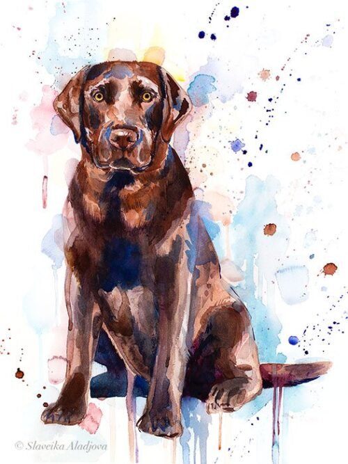 Chocolate Labrador