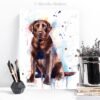 Chocolate Labrador