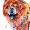 Chow Chow