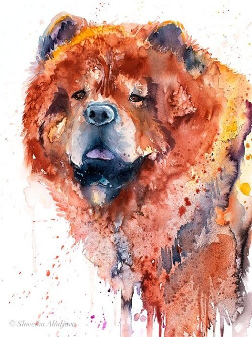 Chow Chow