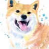 Cream Shiba Inu