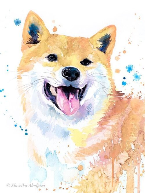 Cream Shiba Inu