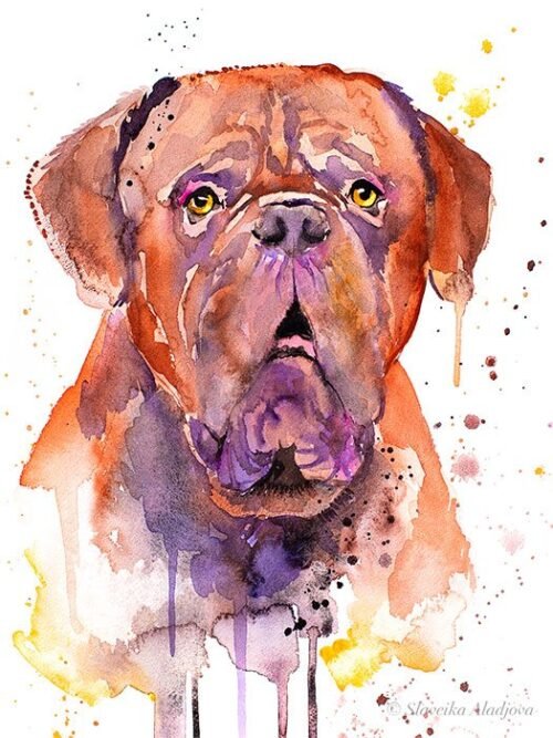 Dogue de Bordeaux, Bordeaux Mastiff, French Mastiff watercolor painting print by Slaveika Aladjova