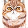 Exotic Shorthair cat