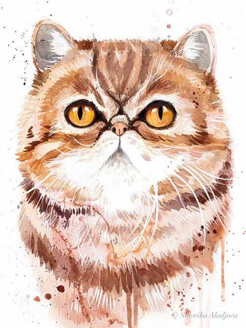 Exotic Shorthair cat