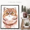 Exotic Shorthair cat