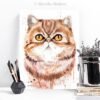 Exotic Shorthair cat