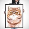Exotic Shorthair cat