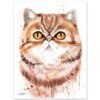 Exotic Shorthair cat