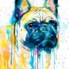 Fawn French Bulldog