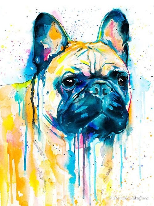 Fawn French Bulldog