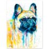 Fawn French Bulldog