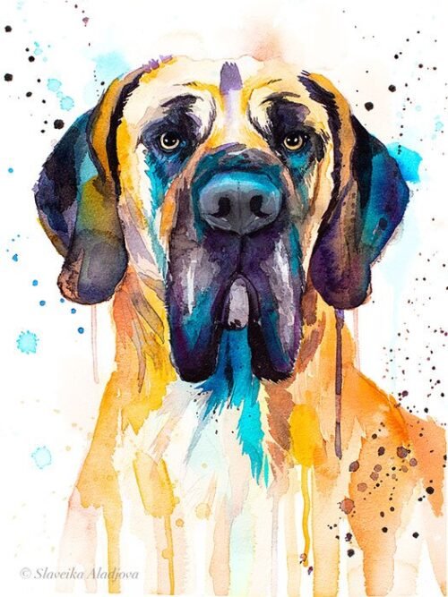 Fawn Great Dane
