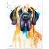Fawn Great Dane