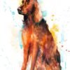 Irish Setter