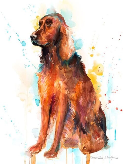 Irish Setter