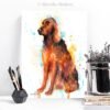Irish Setter