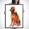 Irish Setter