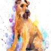 Irish Terrier Irish Terrier