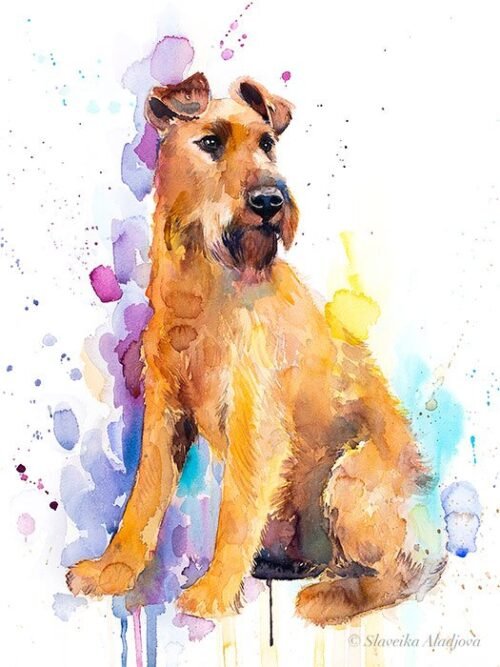 Irish Terrier