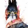 Ornate hawk-eagle Ornate hawk-eagle