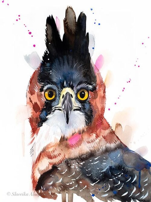 Ornate hawk-eagle