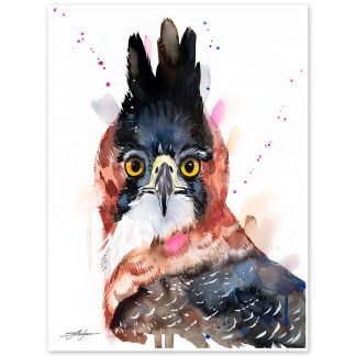 Ornate hawk-eagle