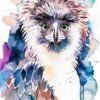 Philippine Eagle