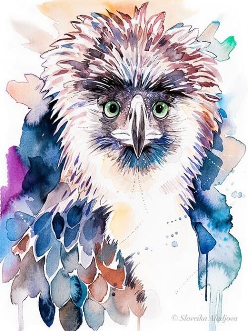 Philippine Eagle