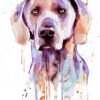Purple Weimaraner watercolor painting print by Slaveika Aladjova Purple Weimaraner watercolor painting print by Slaveika Aladjova