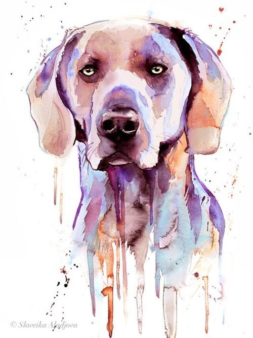Purple Weimaraner watercolor painting print by Slaveika Aladjova