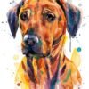 Rhodesian Ridgeback Rhodesian Ridgeback