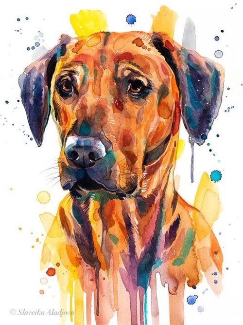 Rhodesian Ridgeback