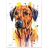Rhodesian Ridgeback Rhodesian Ridgeback