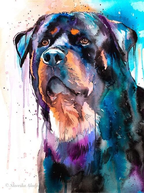 Rottweiler