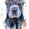 Shar Pei