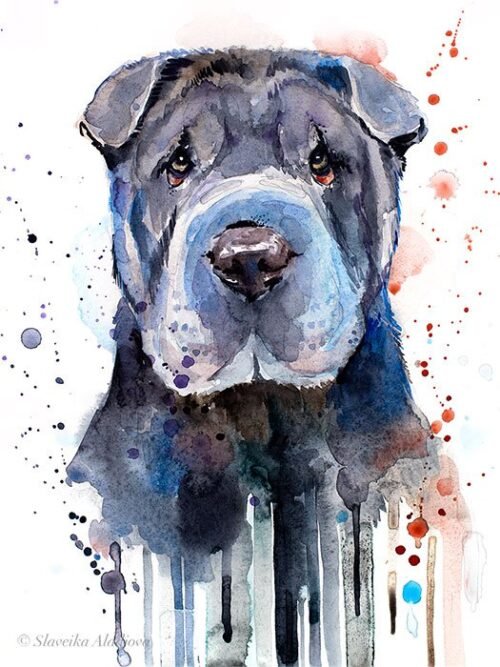 Shar Pei
