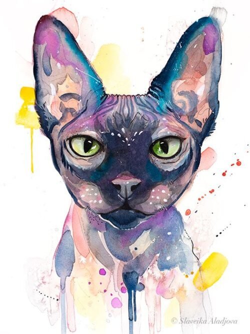 Sphynx cat